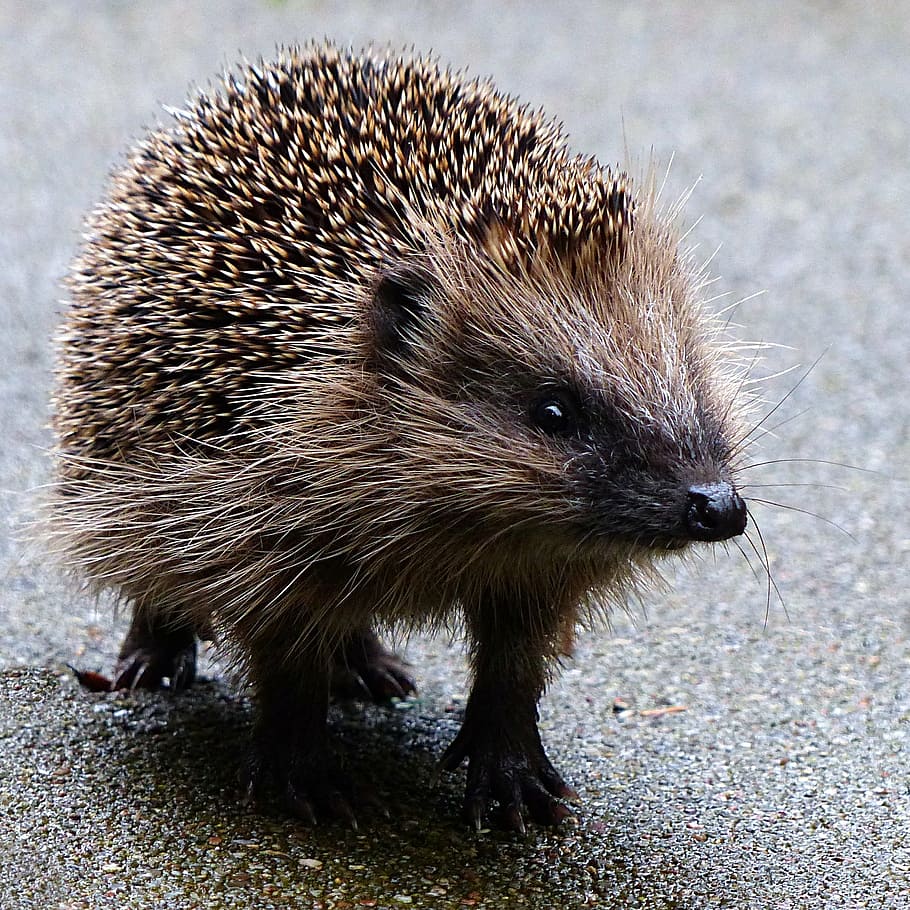 hedgehog, walking, road, animal, mammal, erinaceus, foraging, garden, wildlife, bristle - Animal Part
