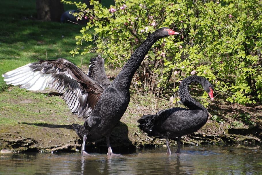cisne negro, cygnus atratus, ave aquática, água, bico, lago, selvagem, animais selvagens, pescoço, nadar