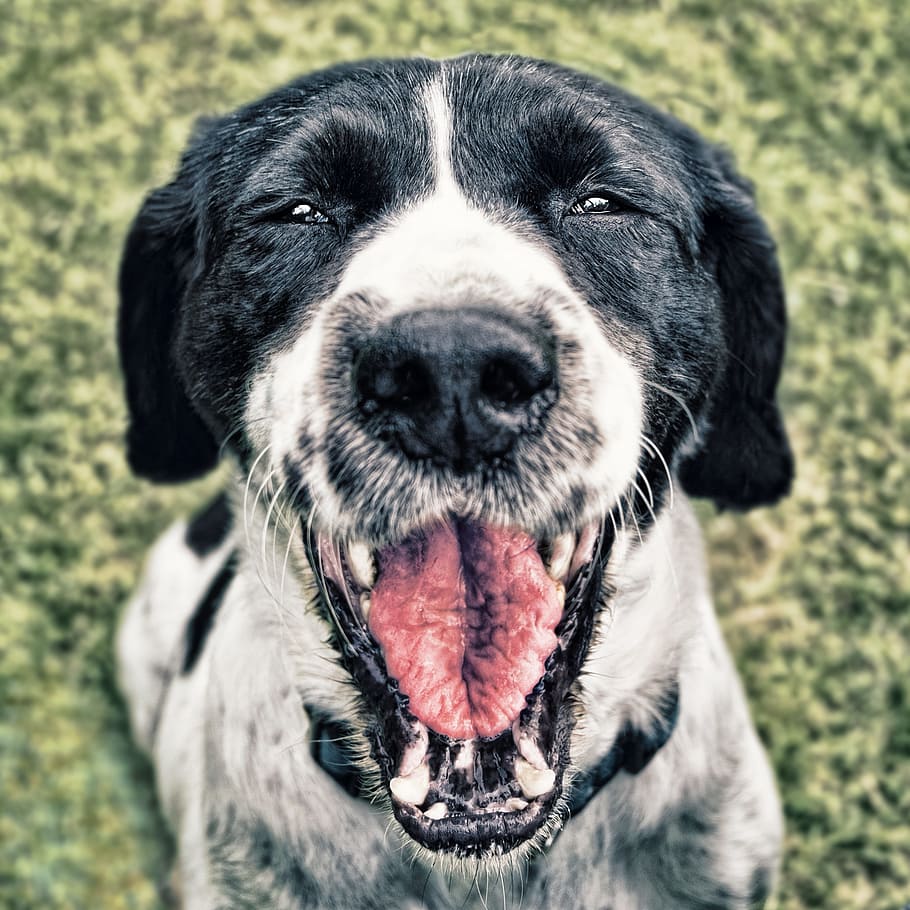 클로즈업 사진, 검은, 흰색, 영어 포인터, 개, 행복, 얼굴, 행복한 개, 동물, 애완 동물