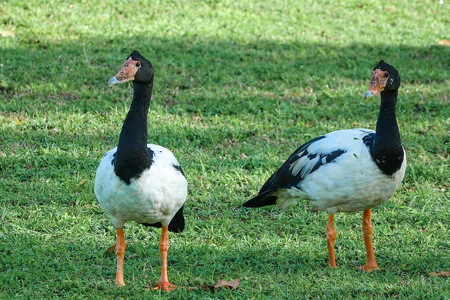 urraca, aves, australia, territorio del norte, gansos, parque, Pájaro, animal, vertebrado, animales salvajes