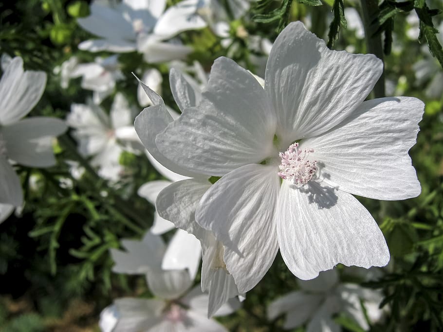 flor, almizcle de malva, blanco, en el verano de, flora, floración, colorido, planta, planta floreciendo, fragilidad
