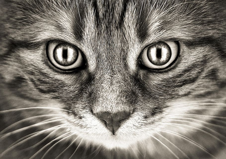 mau olhar, gato, cavala, olhos, engraçado, animal de estimação, gato doméstico, mundo animal, cara de gato, tabby cavala vermelha