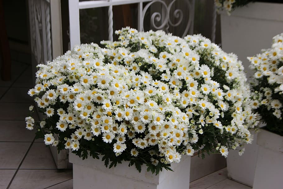 フラワーアレンジメント, 白い花, 結婚式の装飾, フローラルアート, ヒナギク, フィールドの花, 花, 開花植物, 植物, 自然