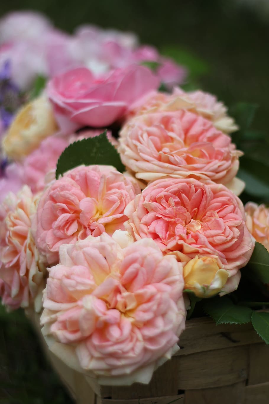Strauss, English Rose, rose rose, pink rose, rose blooms, blossom, bloom, rose family, open rose, pink