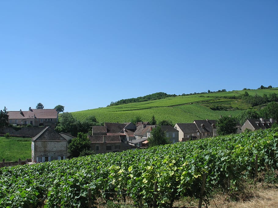 Burgundy, Vine, Hill, Vineyard, vine, hill, blue, sky, agriculture, farm, rural scene