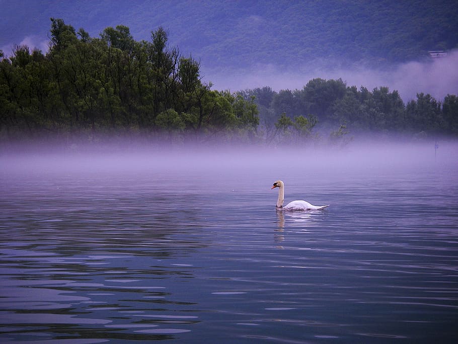 swan, body, water, fogs, lake, lago maggiore, morning, fog, bank, lakeside