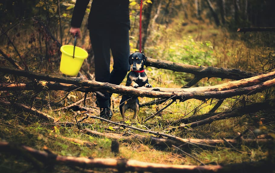 dachshund, holding, tree branch, dog, mushrooms, spacer, forest, wandering, autumn, forest litter