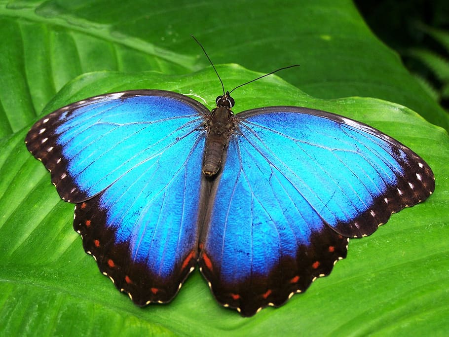mariposa morfo, encaramado, verde, hoja, primer plano, fotografía, mariposa, azul, morfofalter azul, morpho peleides