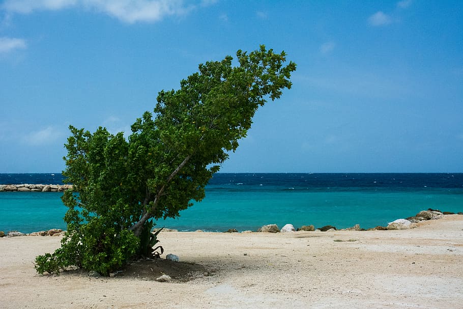 inclinada, verde, hojeada, árbol, creciente, blanco, playa de arena, al lado, azul, playa