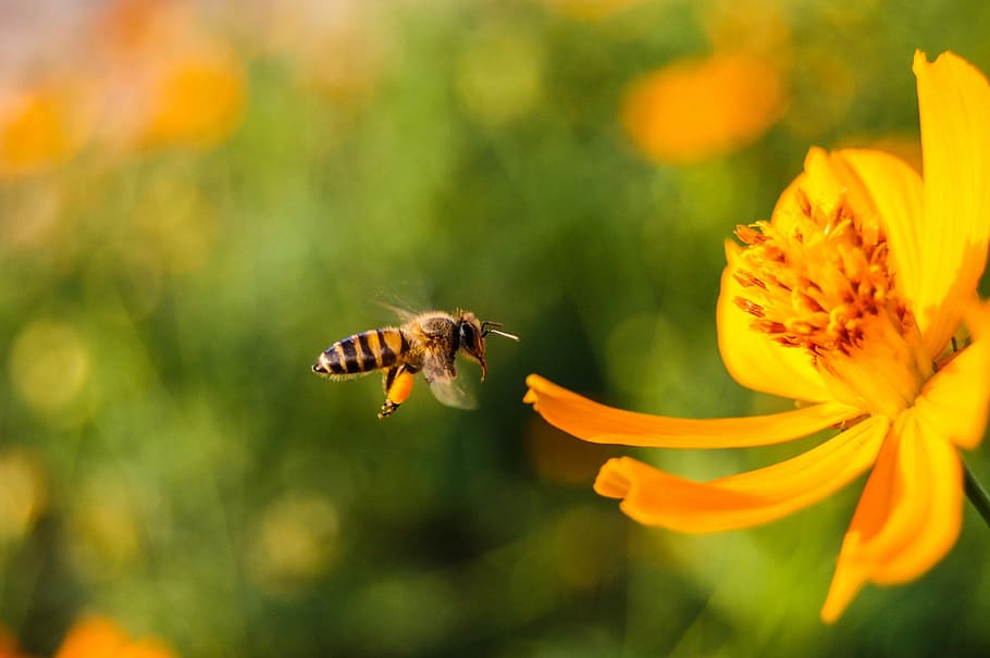 bee, flower, background, green, yellow, orange, pollen, beautiful, nature, beauty