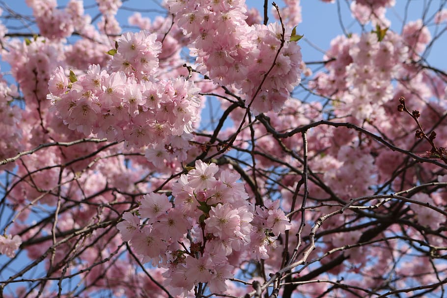 flor de cerezo, formato de paisaje, rosa, árbol, naturaleza, flores, flor, planta floreciendo, planta, color rosado
