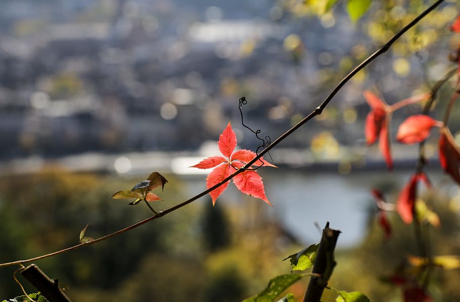 heidelberg, autumn, view, leaf, quiet, rest, red, mood, leaves, nature