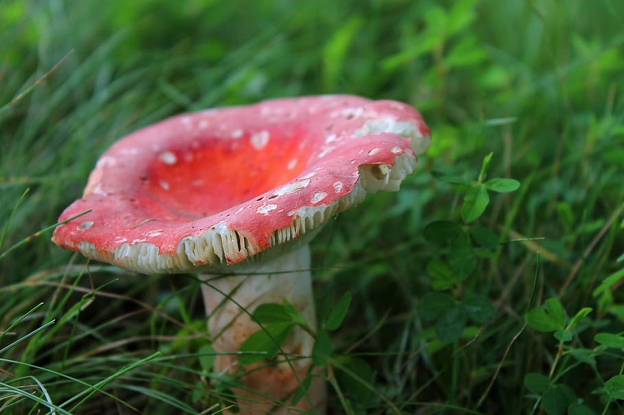 mushroom, fungus, toadstool, one, stand, fungi, grow, red, cap, stool