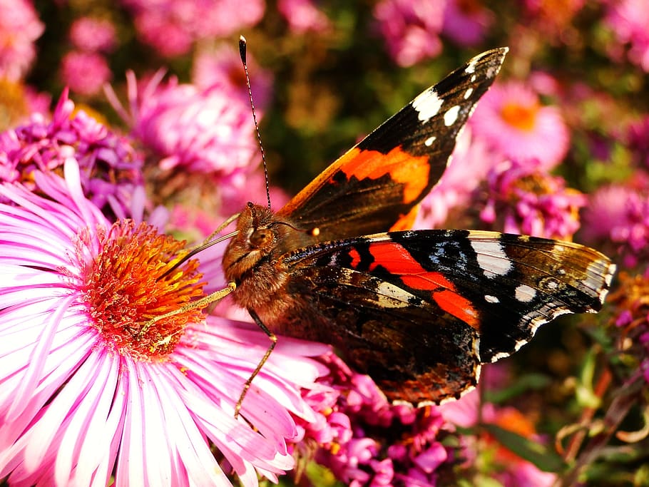 nature, butterfly day, insect, flower, at the court of, animals, butterflies, fair admiral, garden, closeup