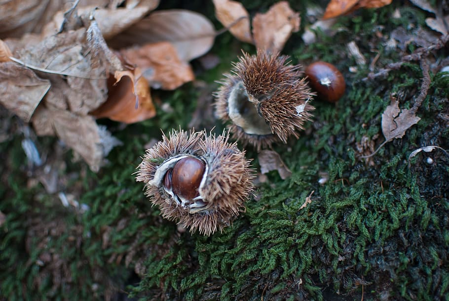 fall, chestnut, brown, bug open, bug, shell spicy, nature, shell thorny, tree, dry