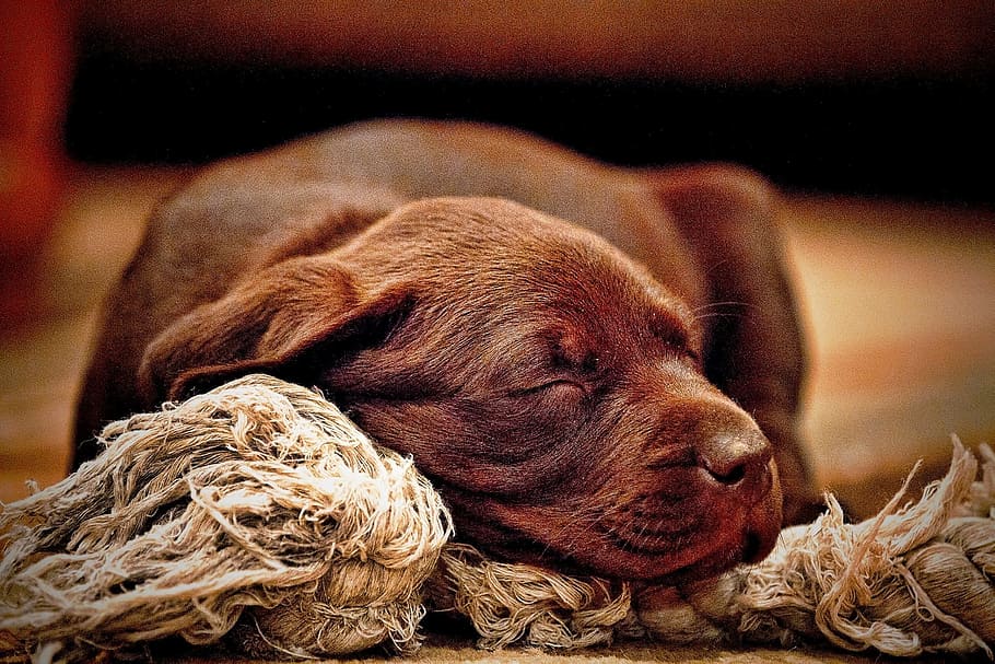 chocolate labrador retriever puppy, sleeping, rope, chew, toy, chocolate Labrador, Labrador Retriever, puppy, chew toy, animals