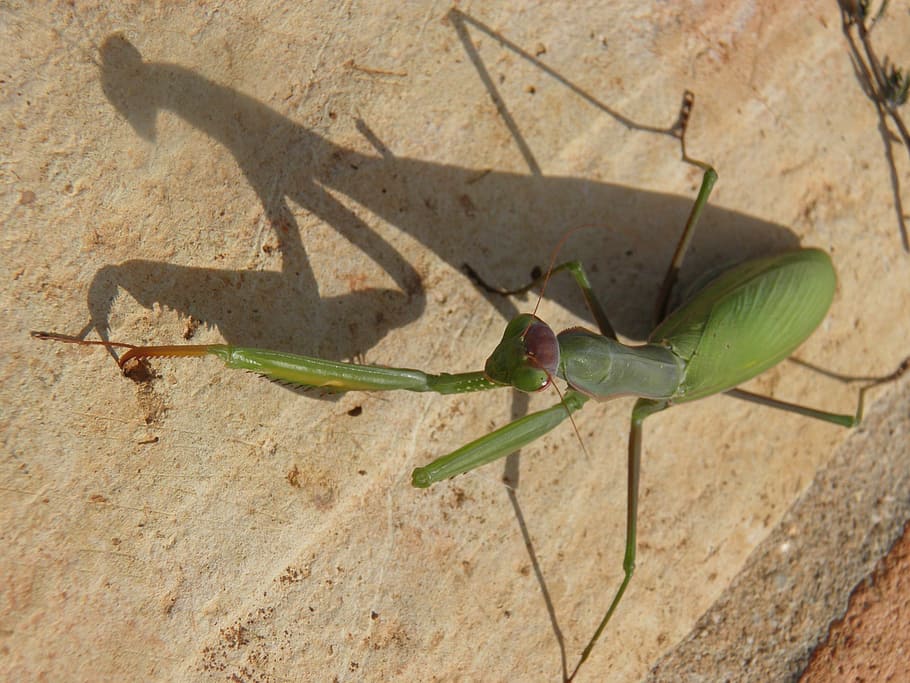 insect, mantid, bug, predator, green, mantodea, preying, mantis, wildlife, praying Mantis