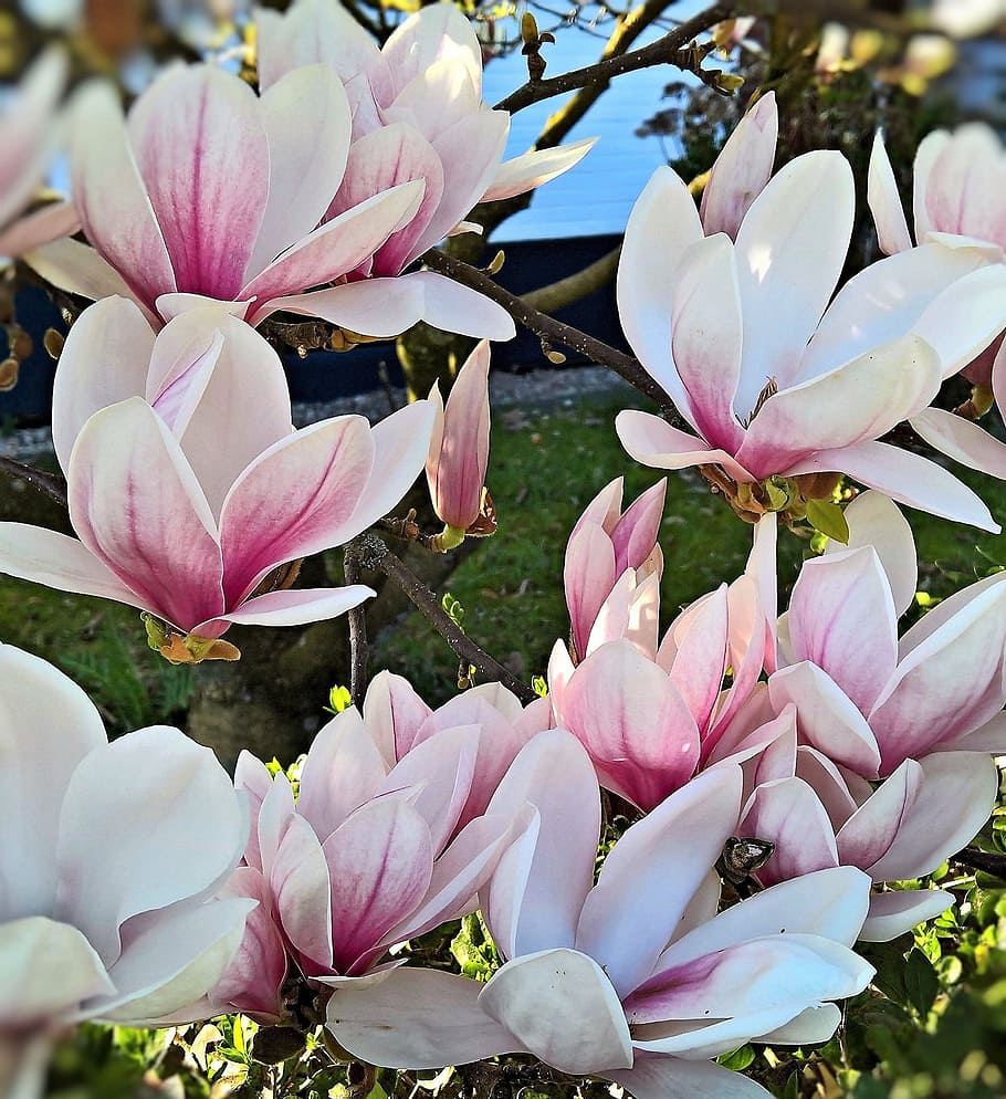 rosa, flores de pétalos, durante el día, magnolia, tulipán magnolia, planta, arbusto, árbol, naturaleza, floración temprana
