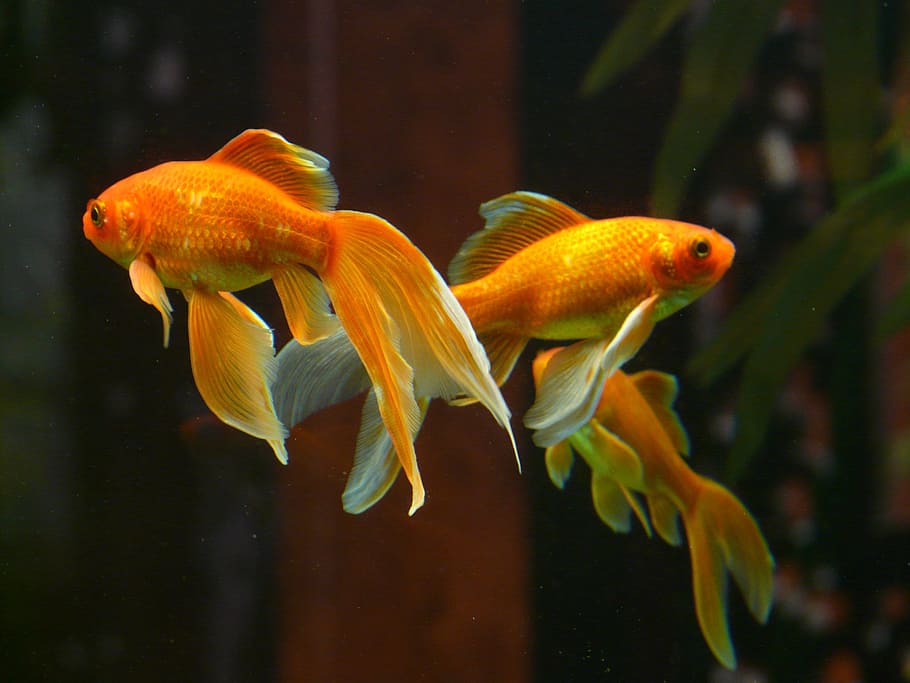 two, orange, pet fishes, veiltail, fish, goldfish, swim, aquarium, freshwater fish, karpfenfisch