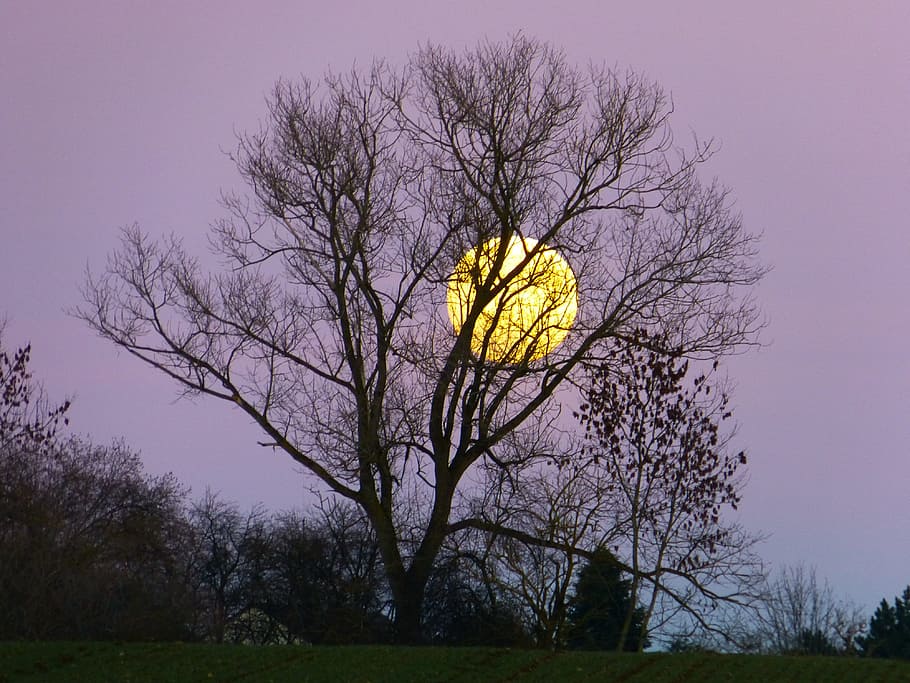 full, moon, behind, leafless tree silhouette, full moon, moonrise, evening, twilight, moonlight, tree