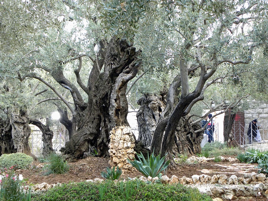 gray, green, tree, gethsemane, garden, jerusalem, israel, religion, christianity, jesus