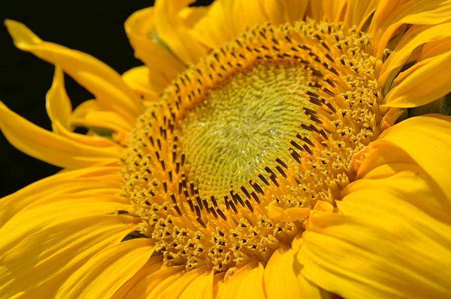 closeup, focus photo, yellow, sunflower, sun flower, blossom, bloom, plant, flower, enlarge view