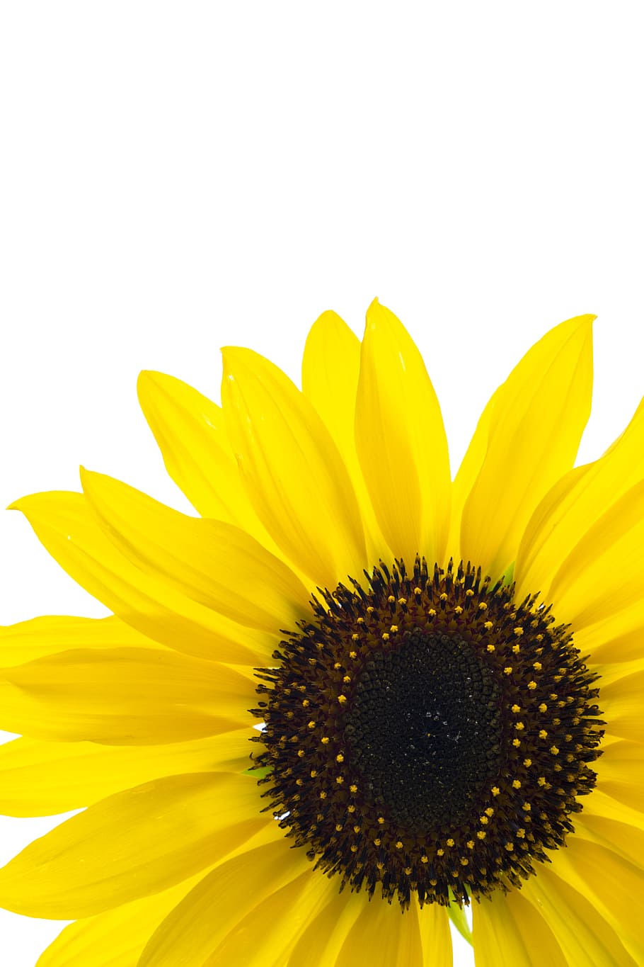 sunflower, flower, blossom, bloom, sun flower, plant, nature, summer, background, map