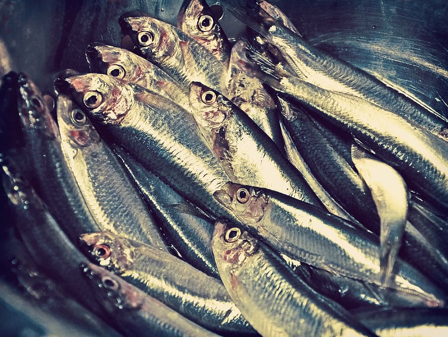 tazón de sardinas, pescado, tienda, fresco, orgánico, cosecha, alimentos, mercado, saludable, mariscos