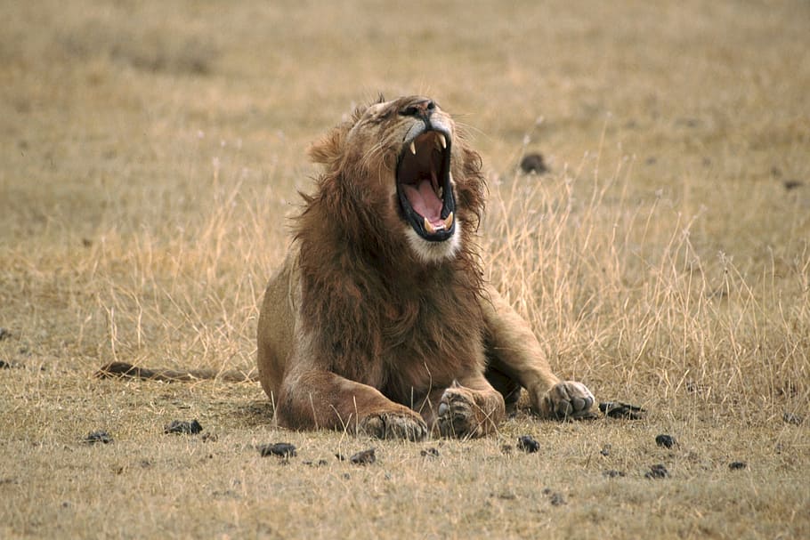 león, rugido, acostado, marrón, hierba, bostezando, animal salvaje, gato grande, macho, vida silvestre