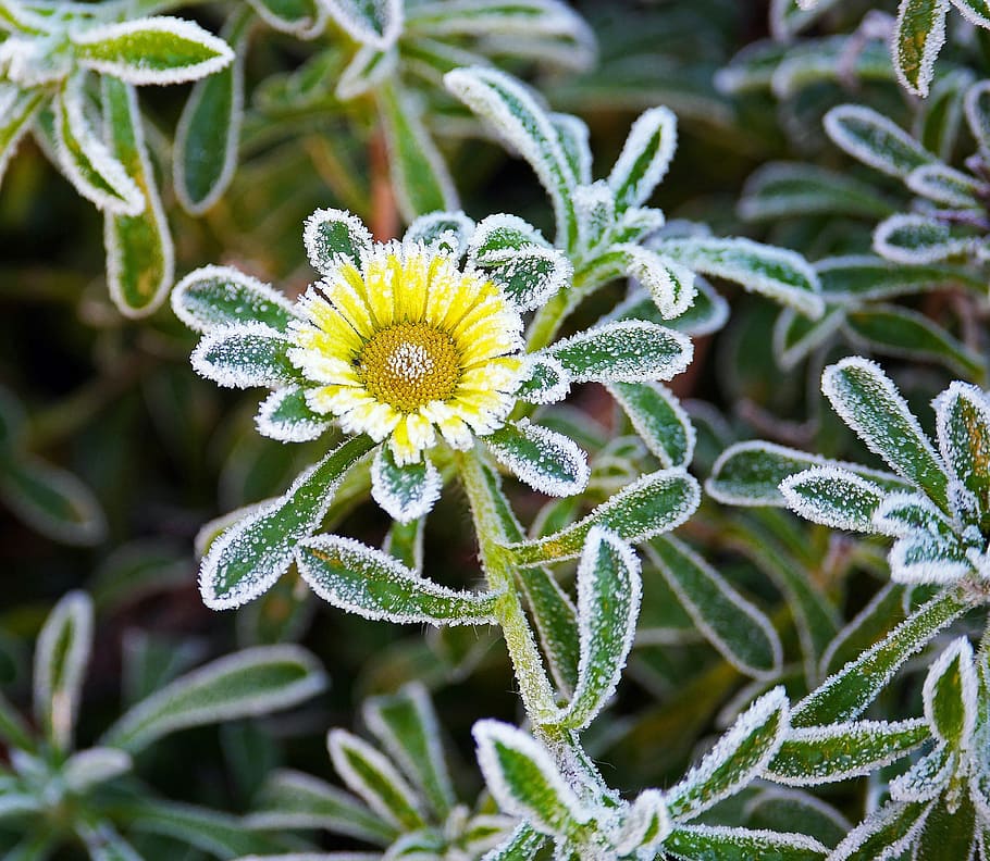 eisblüte, hoarfrost, late autumn, ground frost, blossom, bloom, yellow, night frost, home garden, ice flowers