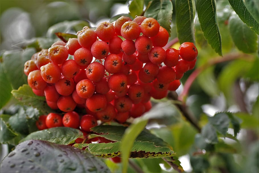 rowan, fruits, red, tree, autumn, berry, orange, can, september, food