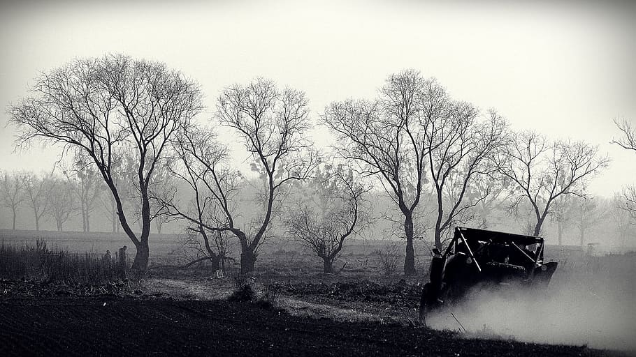 tree, the fog, nature, landscape, rally, offroad, race, speed, the vehicle, off-road rally
