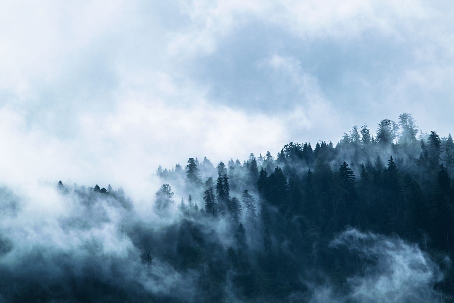 Blanco, negro, abstracto, pintura, bosque, cubierto, niebla, mundo de la montaña, nubes, dramático