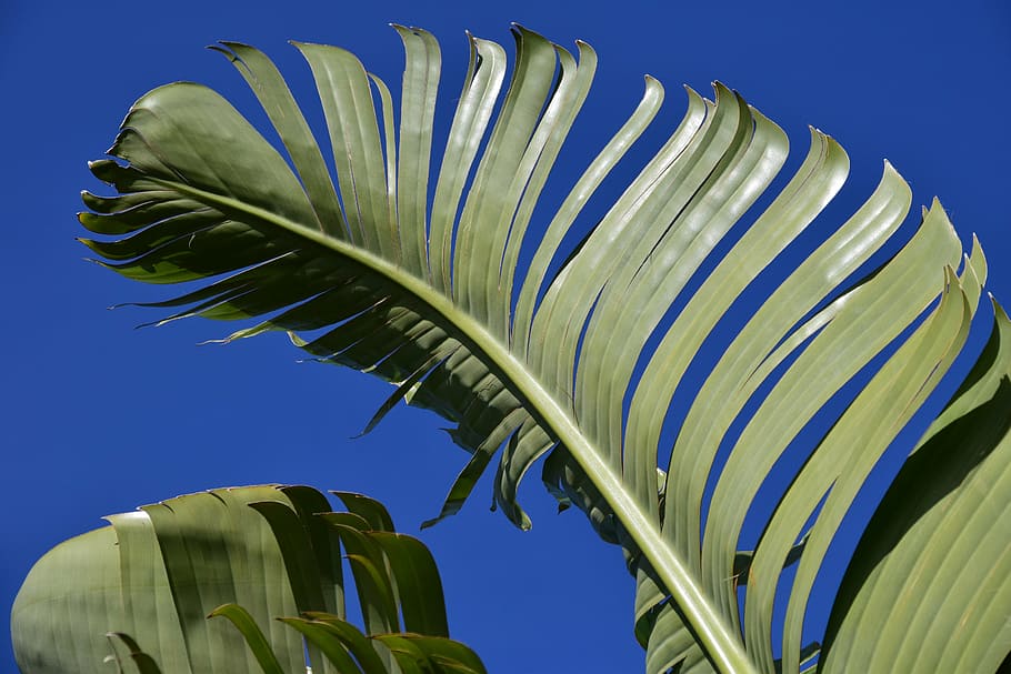 green, banana leaf, daytime, banana leaves, leaves, banana shrub, nature, close, exotic, banana plant