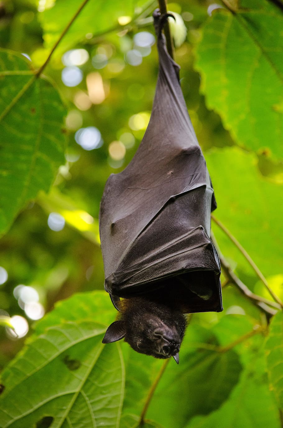 black, bat, sleeping, hanging, leaves, nature, leaf, hang, animal world, flying dog