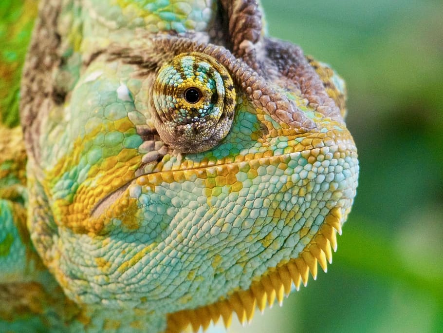 green chameleon, chameleon, colour, colour change, green, yellow, colorful, nature, texture, changing