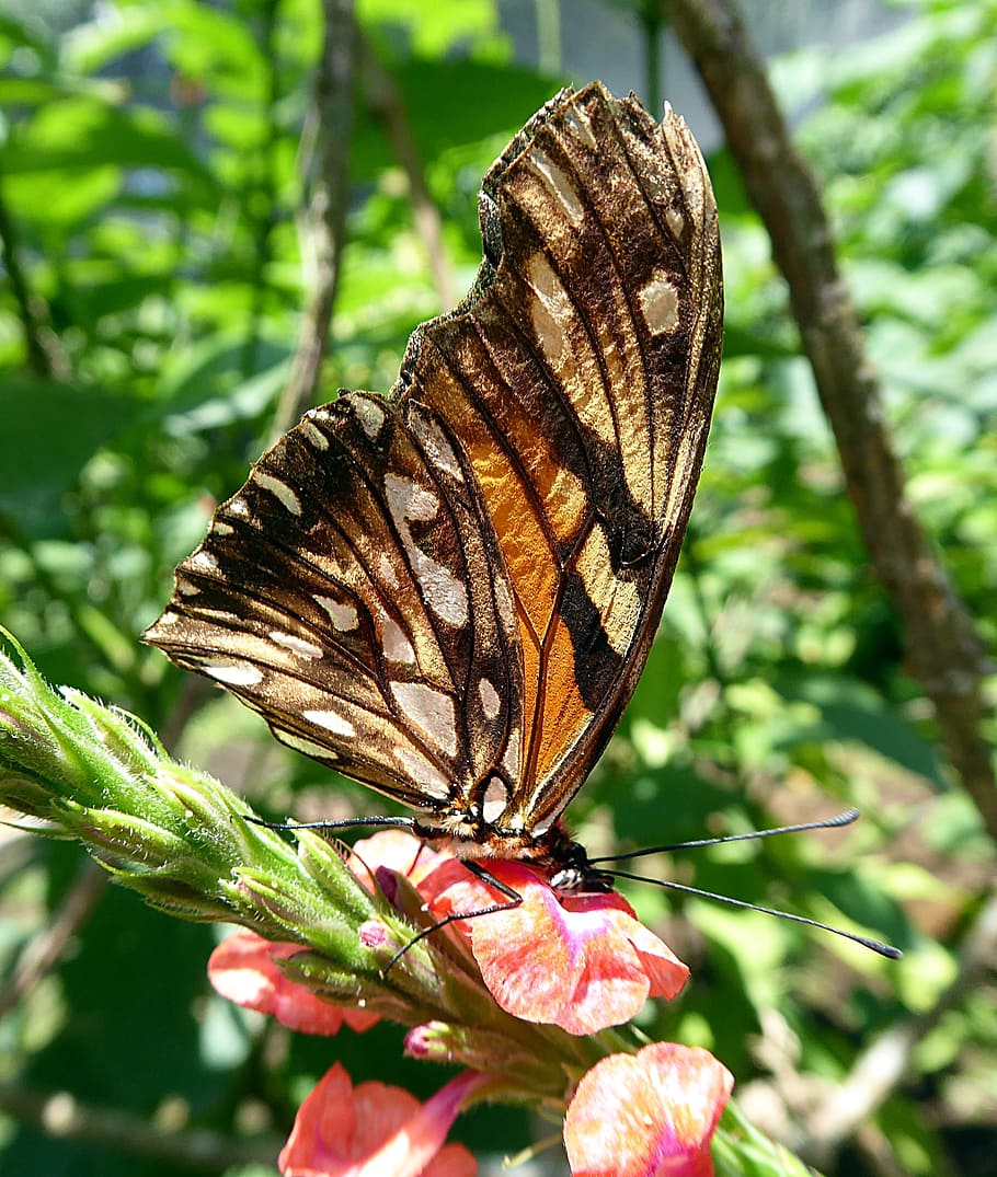 나비, 곤충, 나비목, 코스타리카, 꽃, 동물, 동물 야생 생물, 자연의 아름다움, 한 동물, 동물 테마