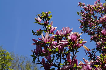 Página 6 | Fotos árbol morado libres de regalías | Pxfuel