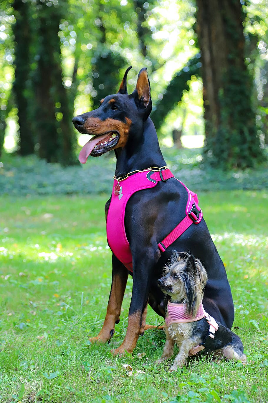 yorkie, doberman, dogs, they are nice, park, harness, pink, mammal, domestic, canine