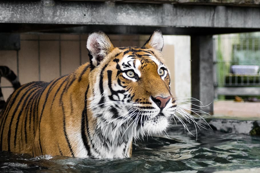 orange, tiger, water, daytime, predator, cat, wildcat, siberian tiger, amurtiger, carnivores