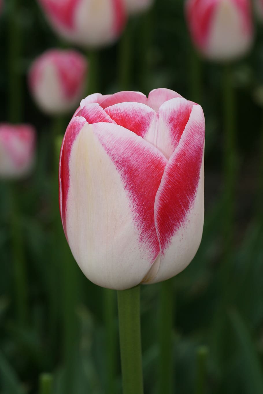 tulipán, rojo, blanco, primavera, flor cortada, tulipanes, flores, jardín, flor de primavera, colorido