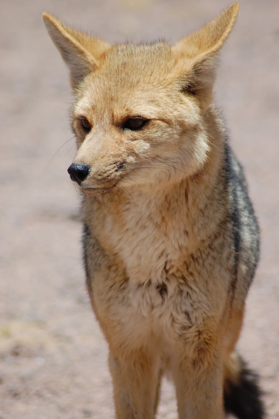 south american gray fox, patagonian fox, chile, desert, atacama, nature, andes, animal, one animal, mammal