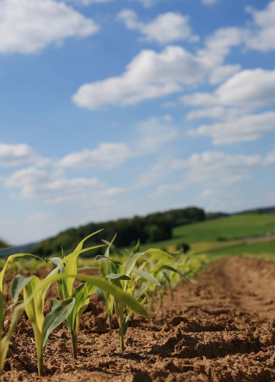 Cornfield, Corn, Clouds, Field, agriculture, arable, corn plants, green, plant, cultivation