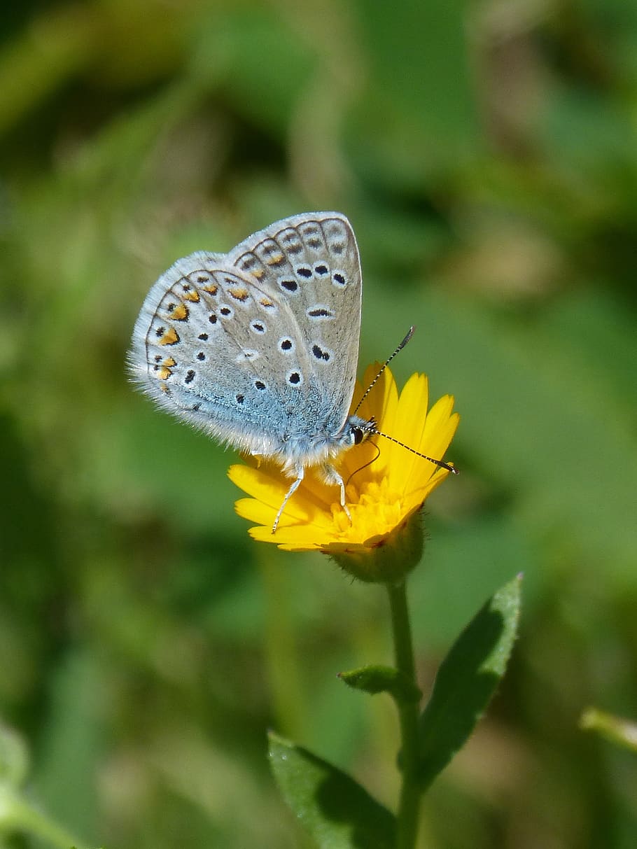 polyommatus icarus, kupu-kupu biru, blaueta, kupu-kupu, detail, kecantikan, dandelion, libar, satwa liar hewan, serangga