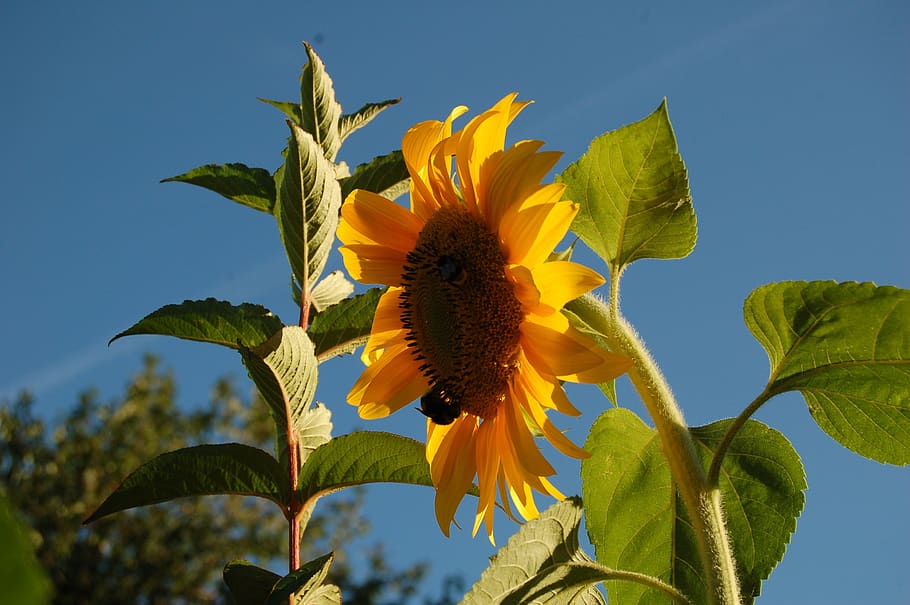 sunflower, yellow flower, blue sky, late summer, flowers, bloom, summer, flower, flowering plant, plant