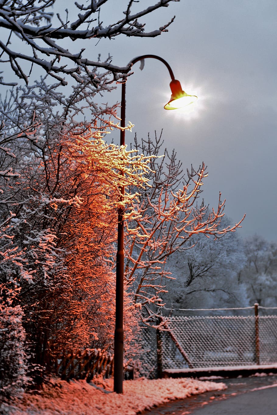 lantern, lamp post, winter, snow, light, cold, vote, snowy, tree, plant