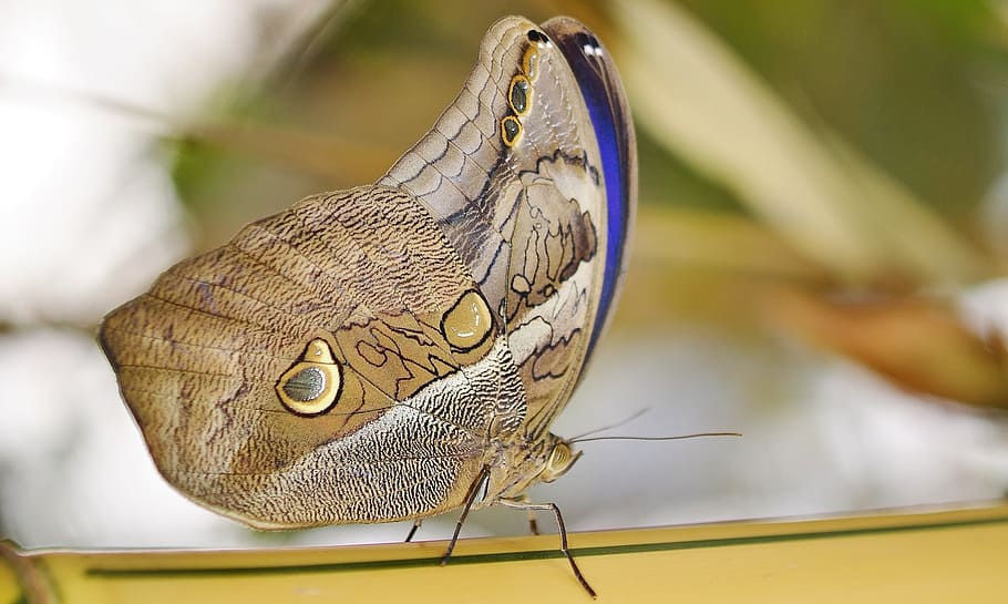 close, brown, blue, owl butterfly, Butterfly, Insect, Macro, Nature, papilio, animal