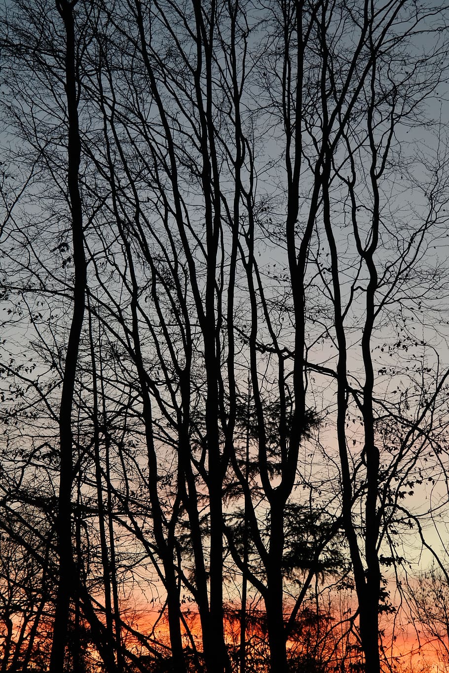 木, 木の幹, 日没, 残光, 夕方の空, 雲, 空, abendstimmung, 赤み, 裸木