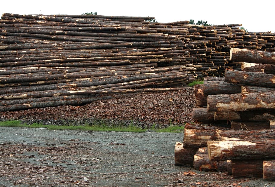 Logs, Sawmill, Lumberyard, Timber, Log, forestry, logging, mill, industry, material
