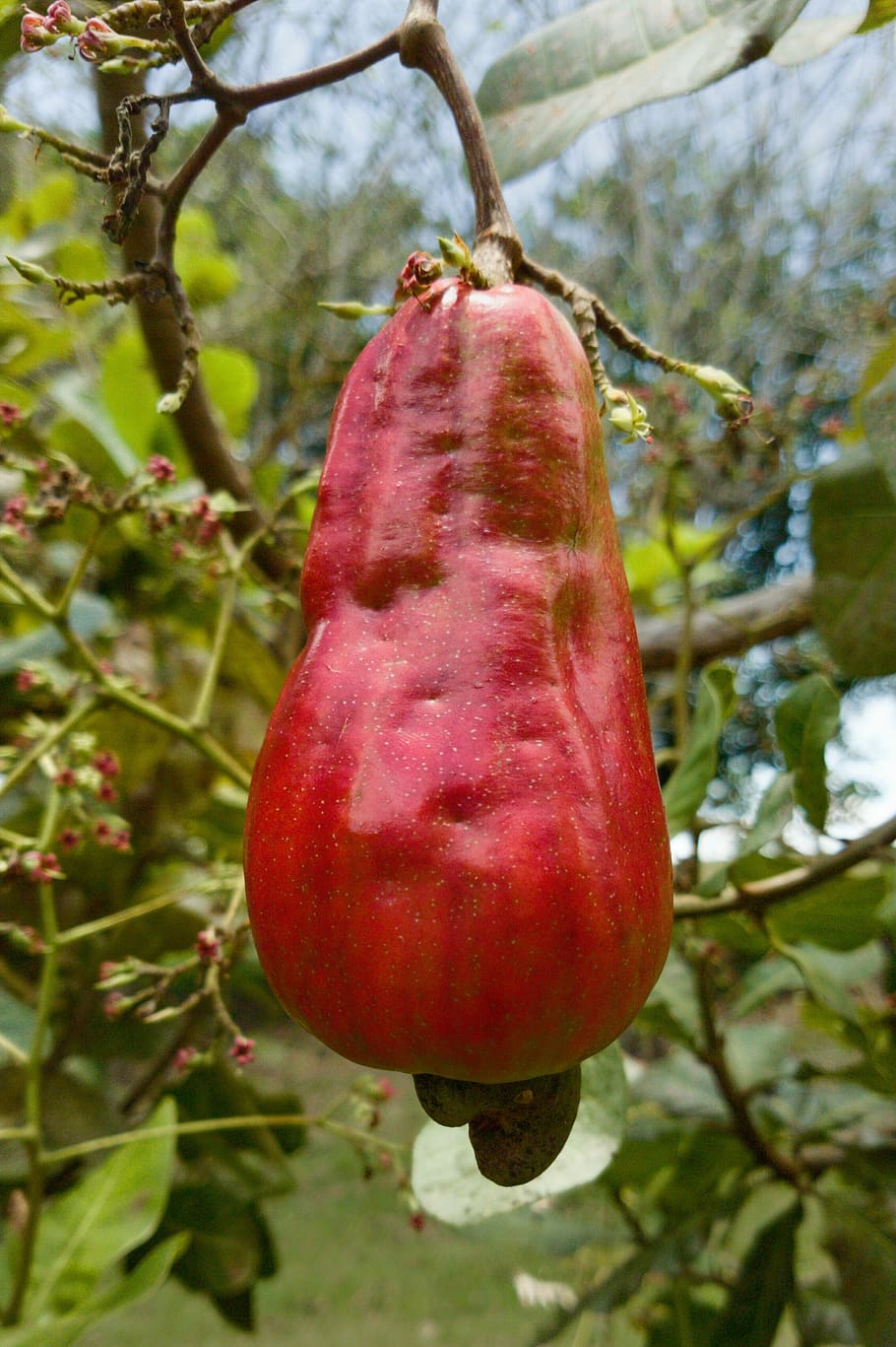 red, cashew, fruit, garden, nature, food, flora, tree, agriculture, summer